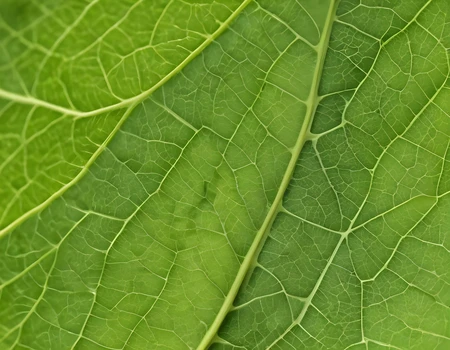 Top Left