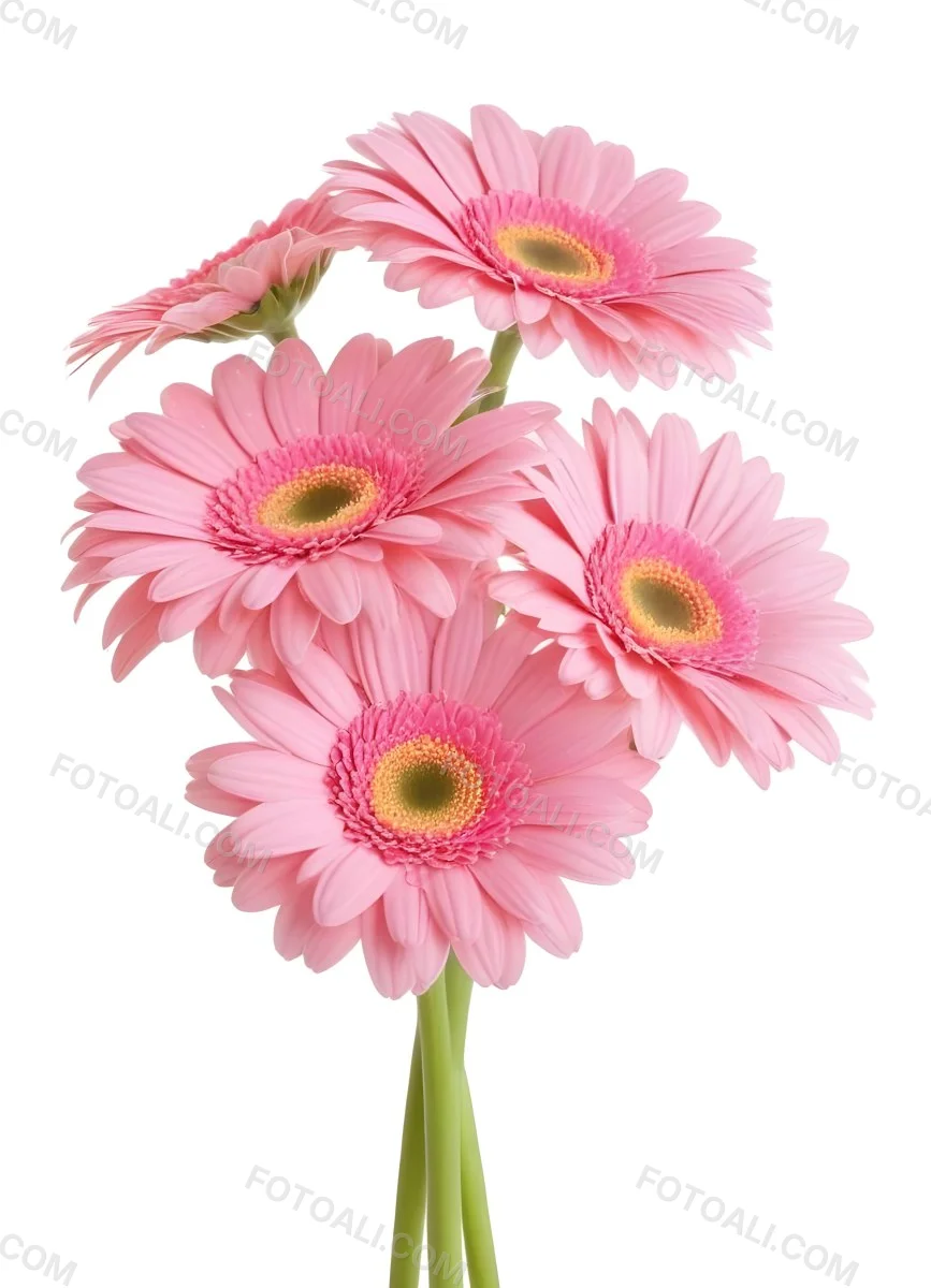 A Bouquet Of Pink Gerbera Daisies With Pink Centers And Yellow Stems Isolated On A Green Background Soft Lighting Soft Focus 6 80b7