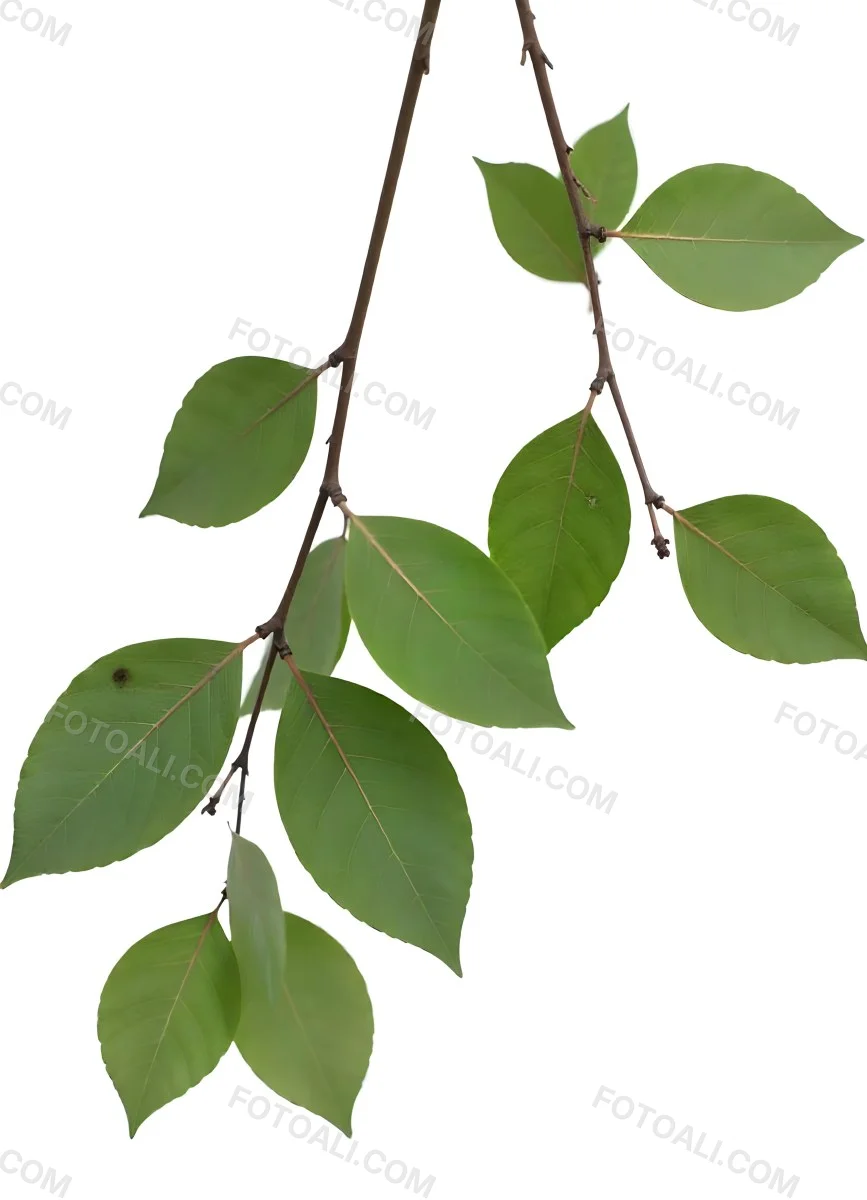A Branch With Green Leaves The Leaves Are Oval Shaped And Have A Smooth Texture The Background Is Green 12 A1f1