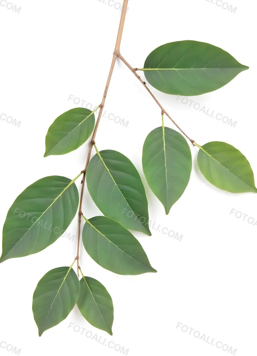A Branch With Green Leaves The Leaves Are Oval Shaped And Have A Smooth Texture The Background Is Green 15 1834