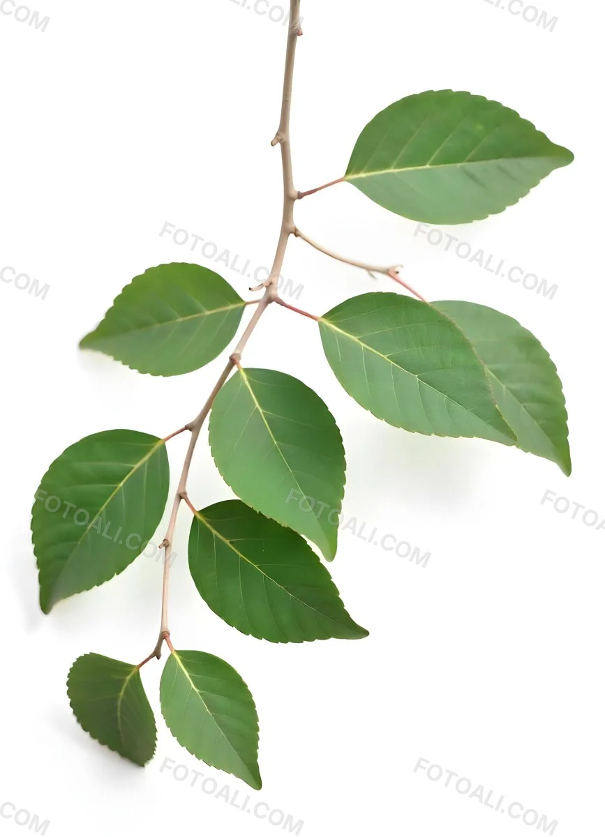 A Branch With Green Leaves The Leaves Are Oval Shaped And Have A Smooth Texture The Background Is Green 22 Aff4