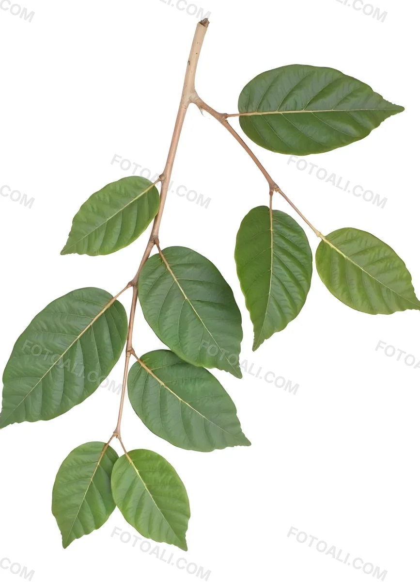 A Branch With Green Leaves The Leaves Are Oval Shaped And Have A Smooth Texture The Background Is Green 24 15a1