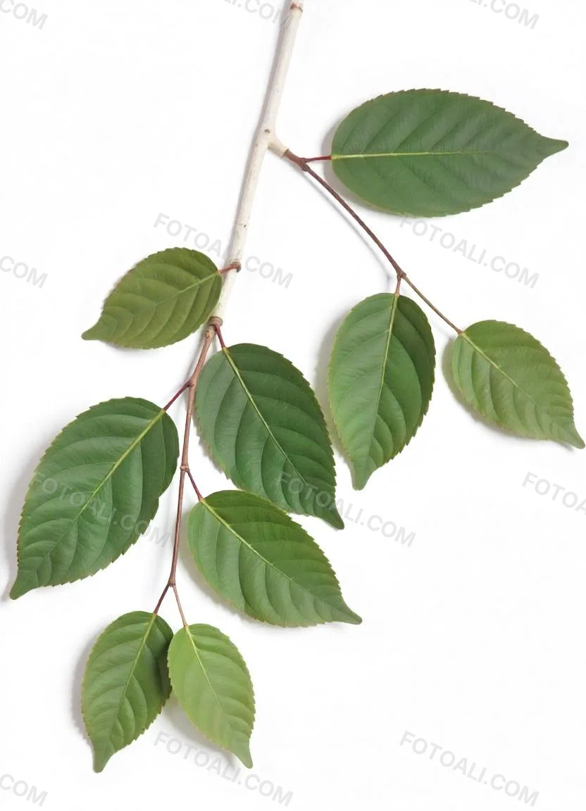 A Branch With Green Leaves The Leaves Are Oval Shaped And Have A Smooth Texture The Background Is Green 26 Ac09