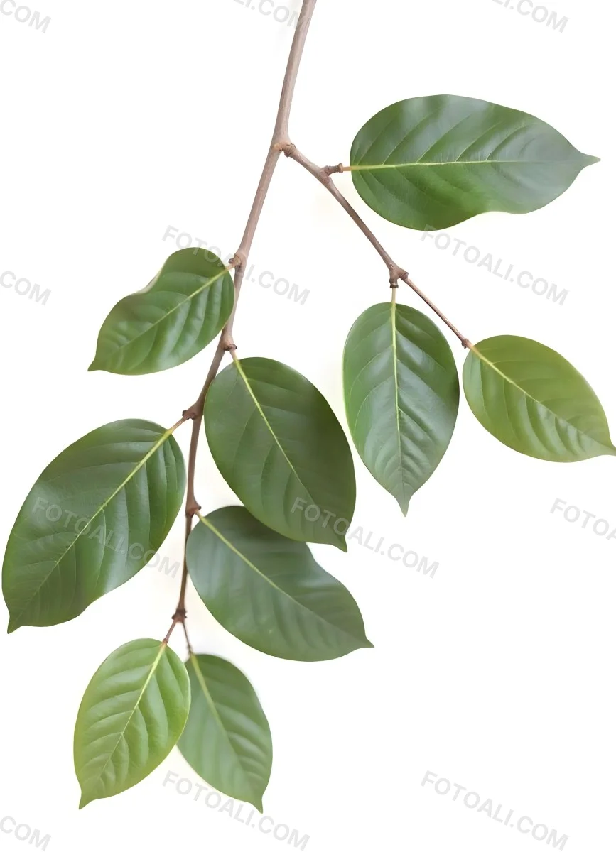 A Branch With Green Leaves The Leaves Are Oval Shaped And Have A Smooth Texture The Background Is Green 4 E12b