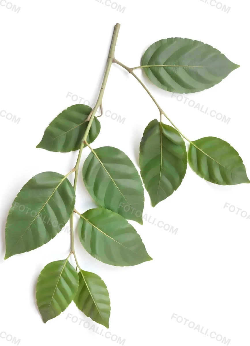 A Branch With Green Leaves The Leaves Are Oval Shaped And Have A Smooth Texture The Background Is Green 6 A351