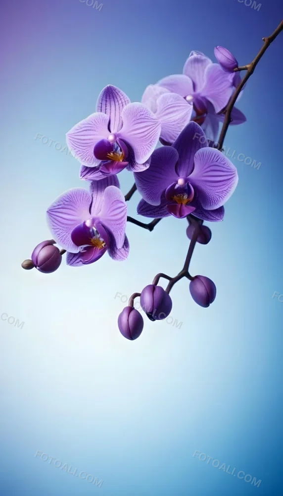 A Branch With Three Purple Orchid Flowers With Blue Details Purple Background 1 C17e