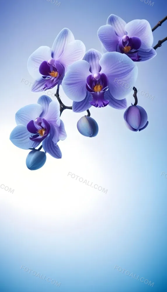A Branch With Three Purple Orchid Flowers With Blue Details Purple Background 2 7a20