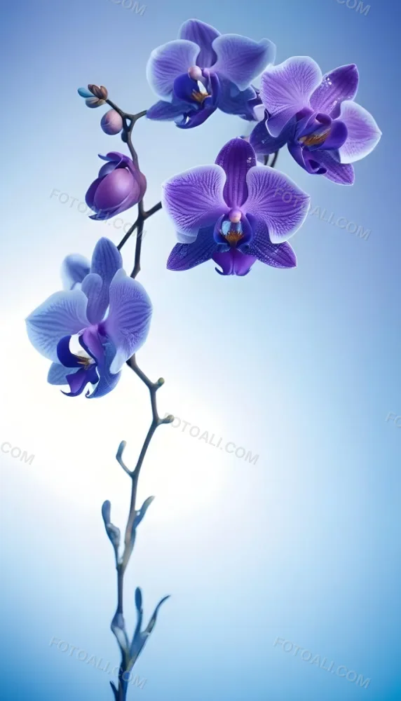 A Branch With Three Purple Orchid Flowers With Blue Details Purple Background 9 F201