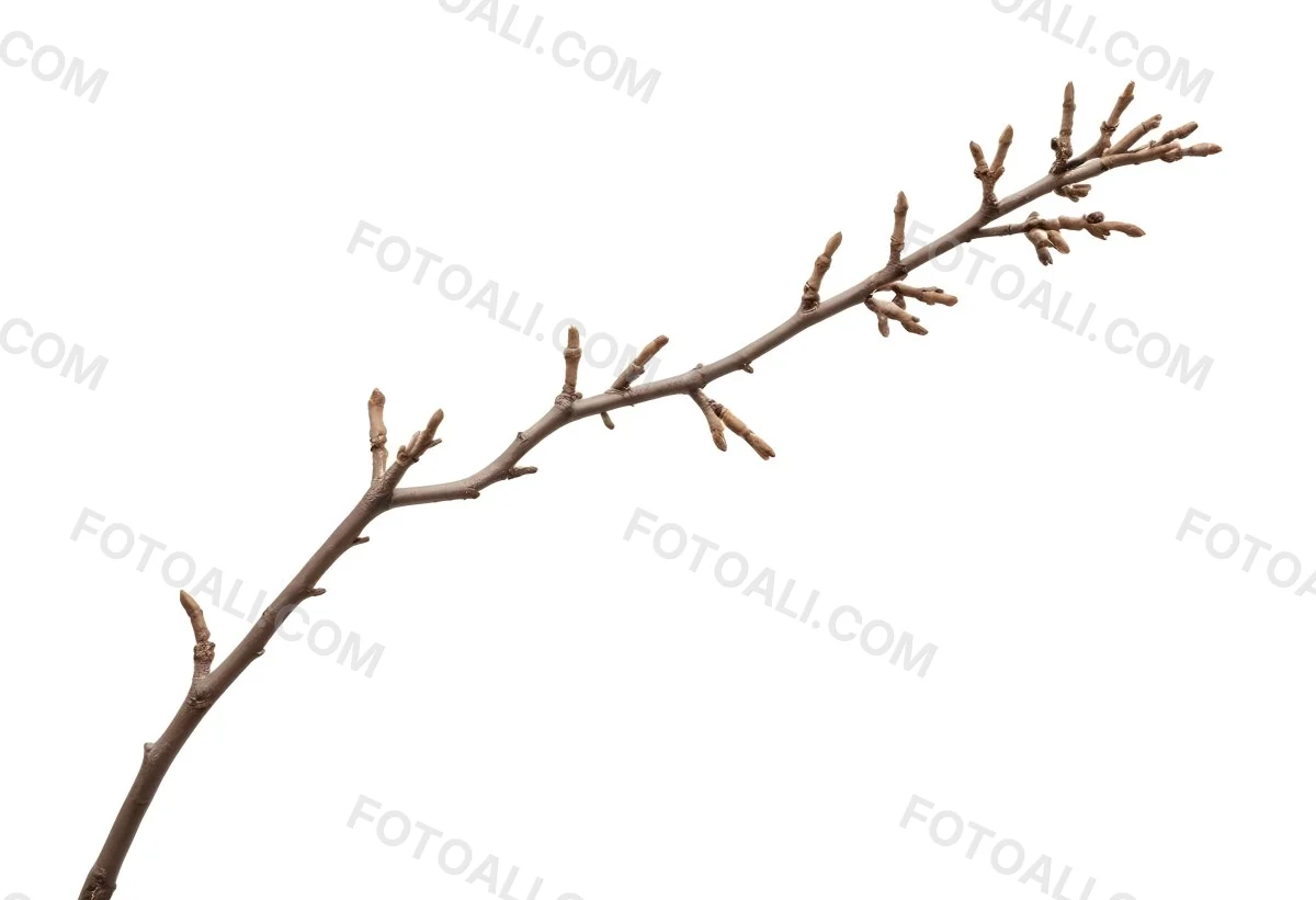 A Brown Tree Branch With Small Twigs Sticking Out Isolated On A White Background Natural Light Sharp Focus Simple Composition 10 401b