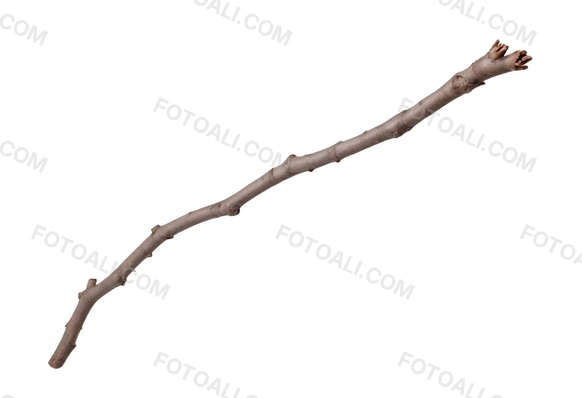 A Brown Tree Branch With Small Twigs Sticking Out Isolated On A White Background Natural Light Sharp Focus Simple Composition 11 6b82