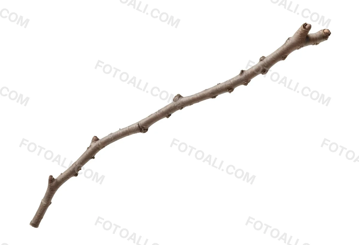 A Brown Tree Branch With Small Twigs Sticking Out Isolated On A White Background Natural Light Sharp Focus Simple Composition 15 85f7