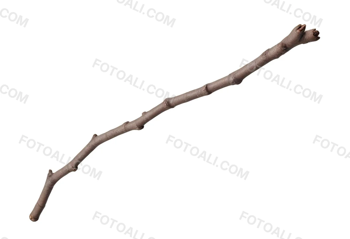 A Brown Tree Branch With Small Twigs Sticking Out Isolated On A White Background Natural Light Sharp Focus Simple Composition 16 1308