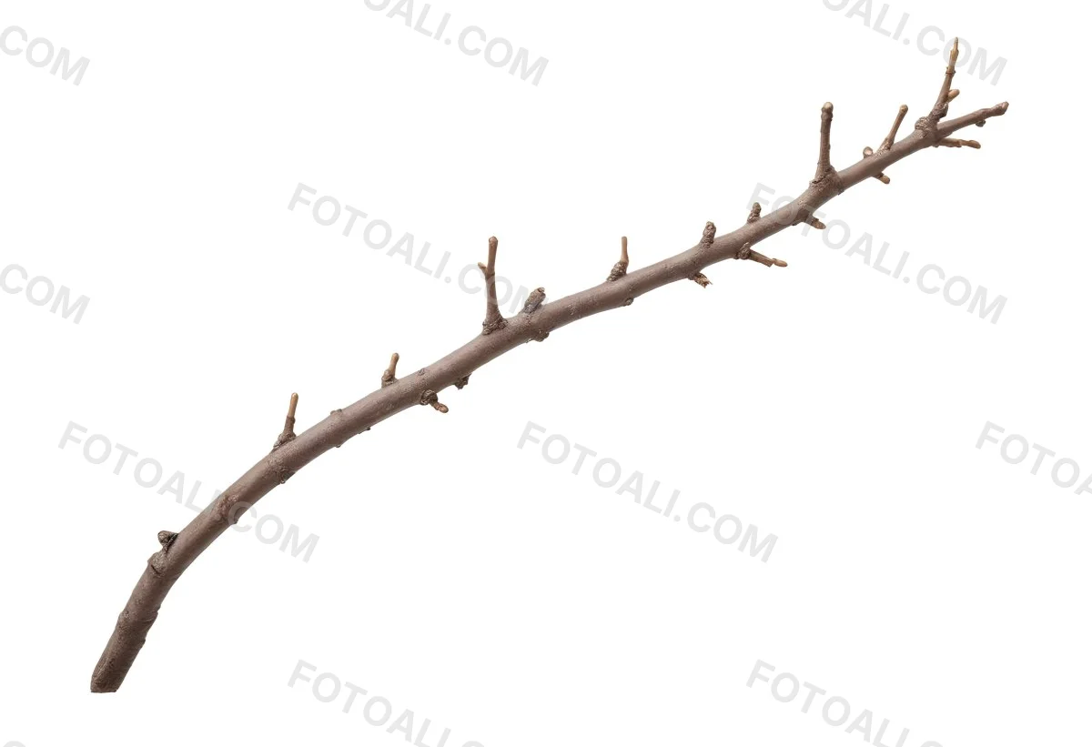 A Brown Tree Branch With Small Twigs Sticking Out Isolated On A White Background Natural Light Sharp Focus Simple Composition 17 F385
