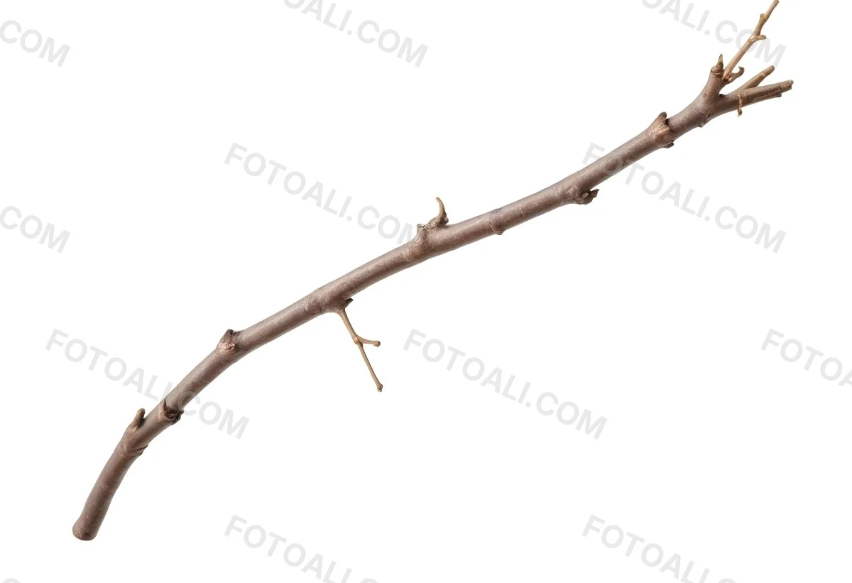 A Brown Tree Branch With Small Twigs Sticking Out Isolated On A White Background Natural Light Sharp Focus Simple Composition 8 Fcce