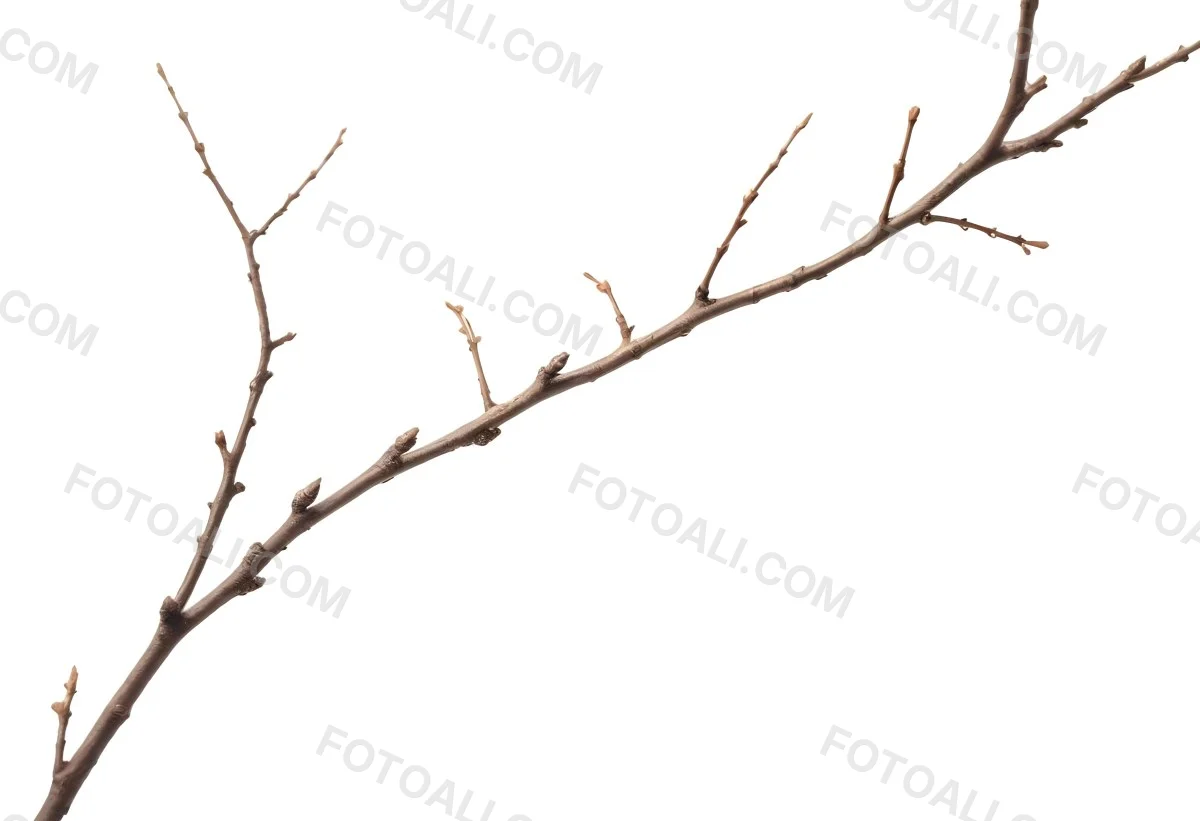 A Brown Tree Branch With Small Twigs Sticking Out Isolated On A White Background Natural Light Sharp Focus Simple Composition 9 F447