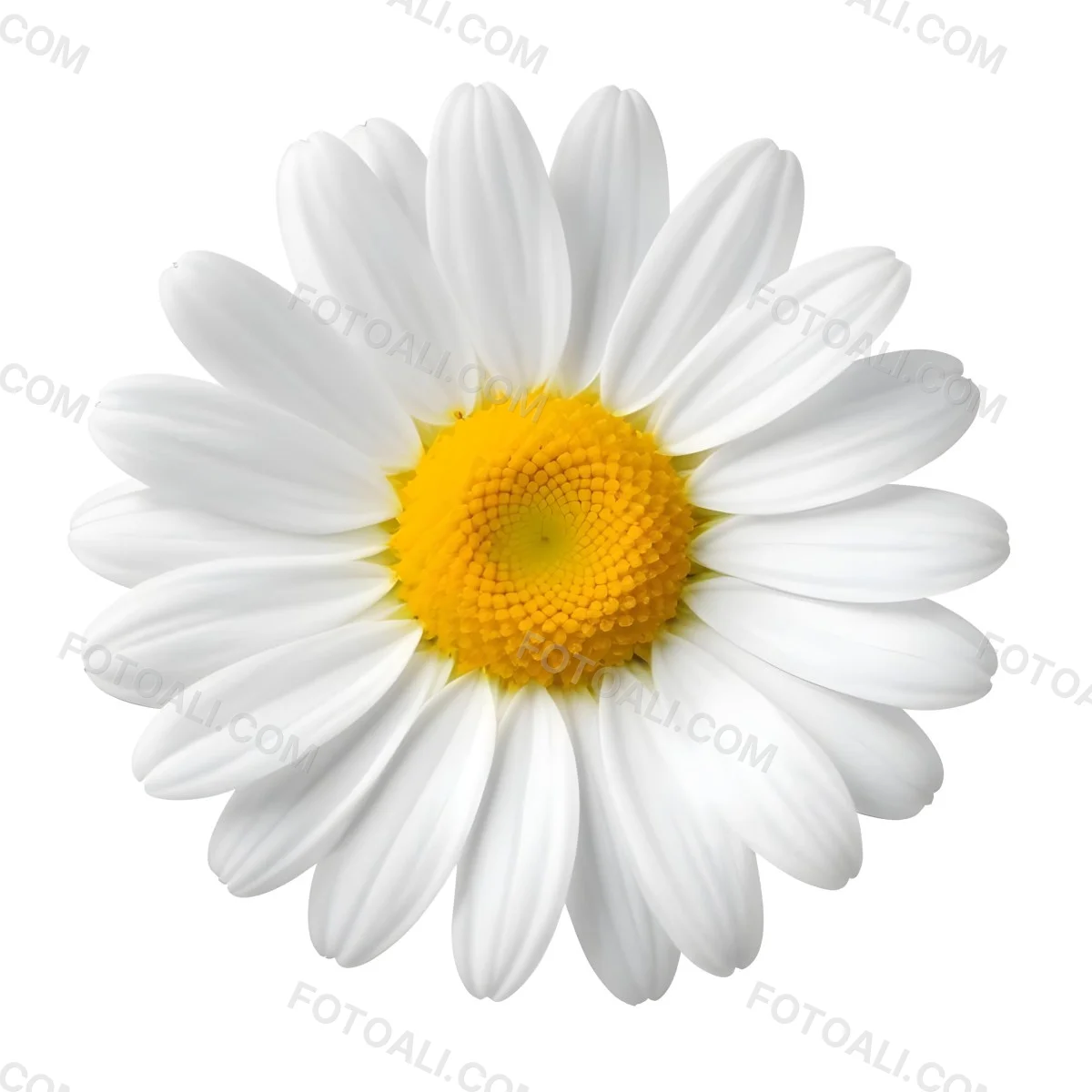 A Daisy Flower With Yellow Petals And A White Center Isolated On A White Background Close Up Shot Natural Light Botanical Photography 14 5de6