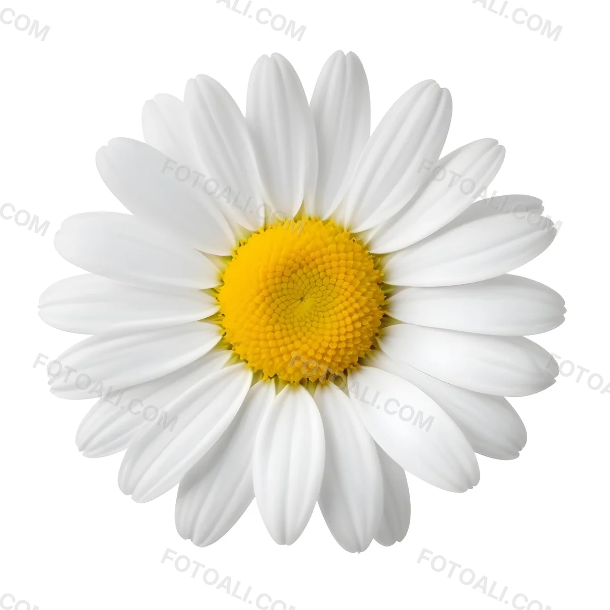 A Daisy Flower With Yellow Petals And A White Center Isolated On A White Background Close Up Shot Natural Light Botanical Photography 16 B9a9