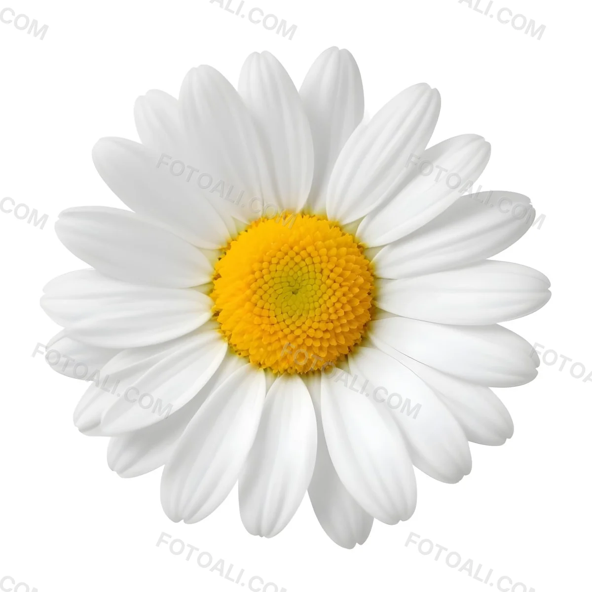 A Daisy Flower With Yellow Petals And A White Center Isolated On A White Background Close Up Shot Natural Light Botanical Photography 19 7a18