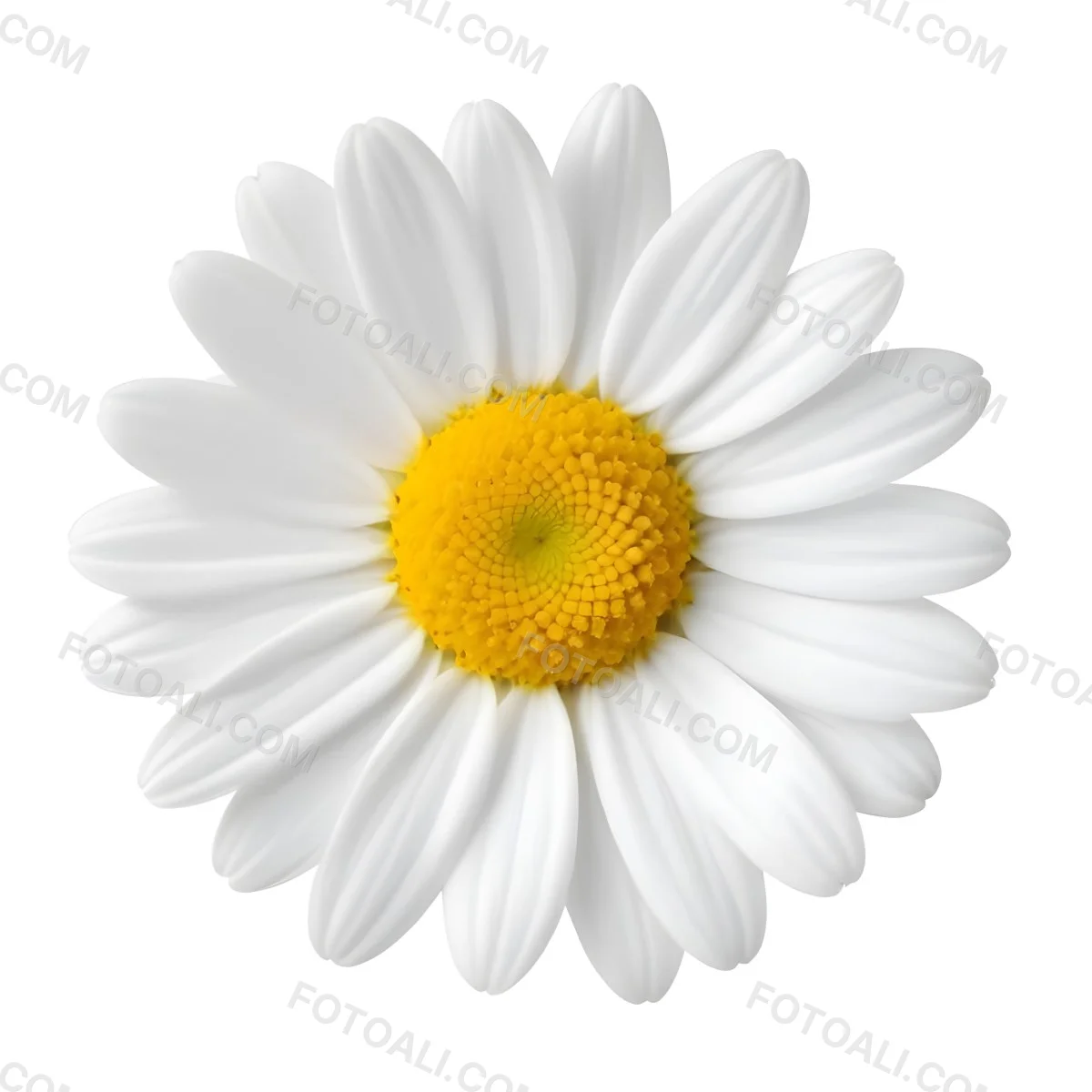 A Daisy Flower With Yellow Petals And A White Center Isolated On A White Background Close Up Shot Natural Light Botanical Photography 20 Bbd3