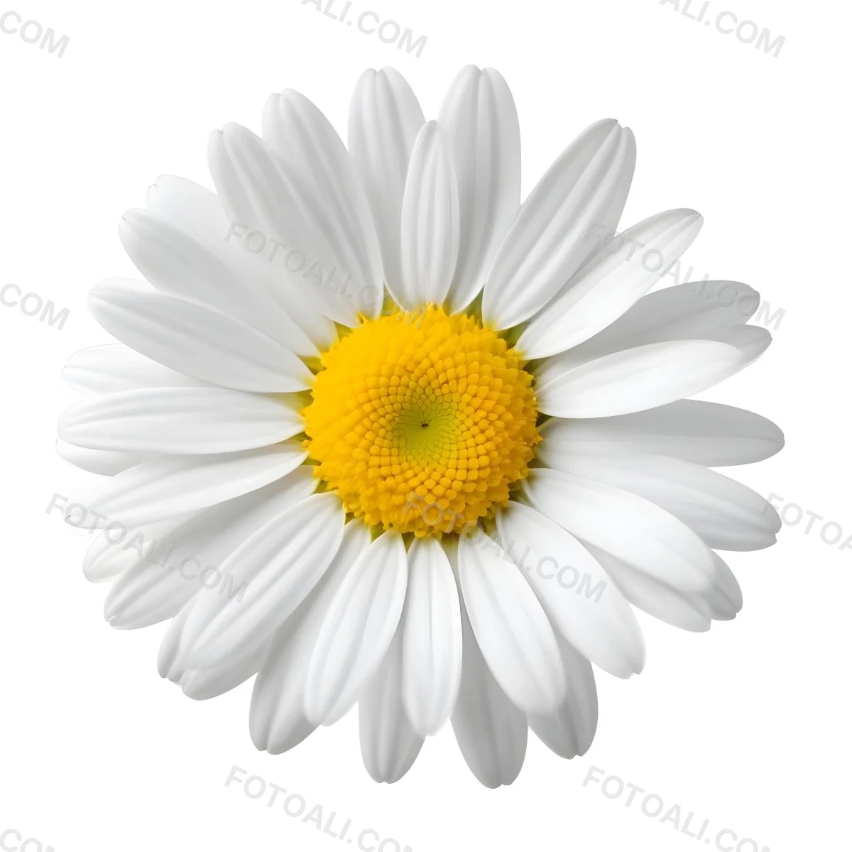 A Daisy Flower With Yellow Petals And A White Center Isolated On A White Background Close Up Shot Natural Light Botanical Photography 25 9242