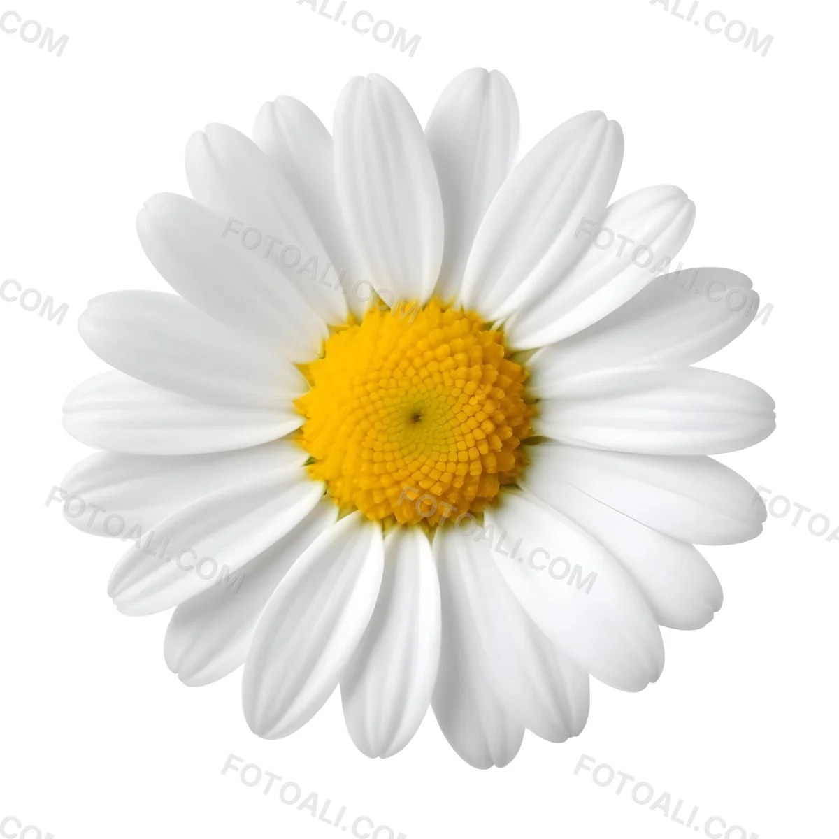 A Daisy Flower With Yellow Petals And A White Center Isolated On A White Background Close Up Shot Natural Light Botanical Photography 28 8dd1