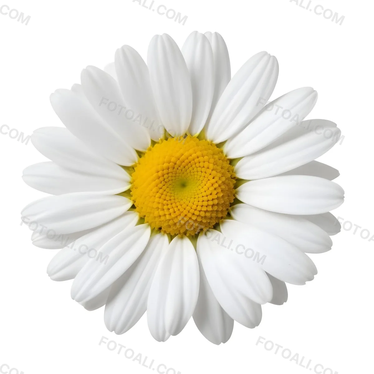 A Daisy Flower With Yellow Petals And A White Center Isolated On A White Background Close Up Shot Natural Light Botanical Photography 34 052b