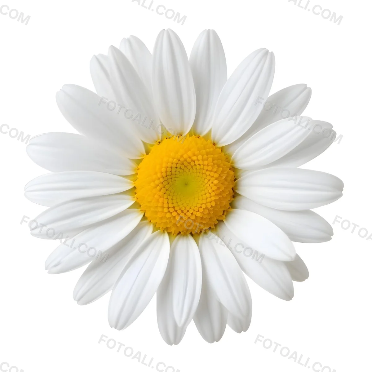 A Daisy Flower With Yellow Petals And A White Center Isolated On A White Background Close Up Shot Natural Light Botanical Photography 37 Df05