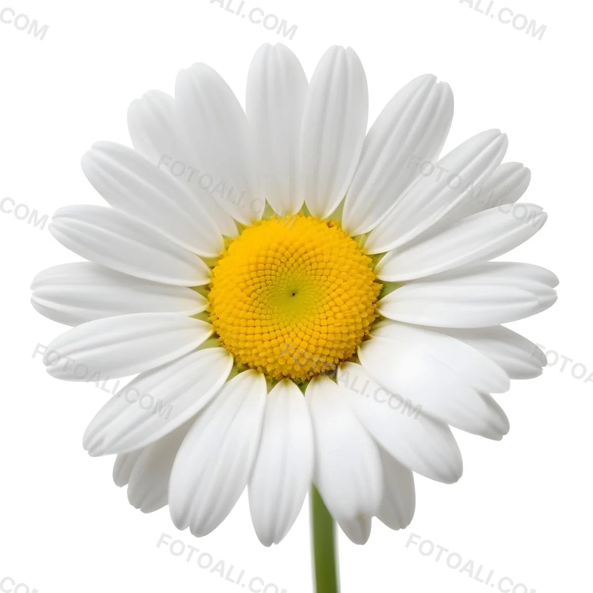 A Daisy Flower With Yellow Petals And A White Center Isolated On A White Background Close Up Shot Natural Light Botanical Photography 38 9708