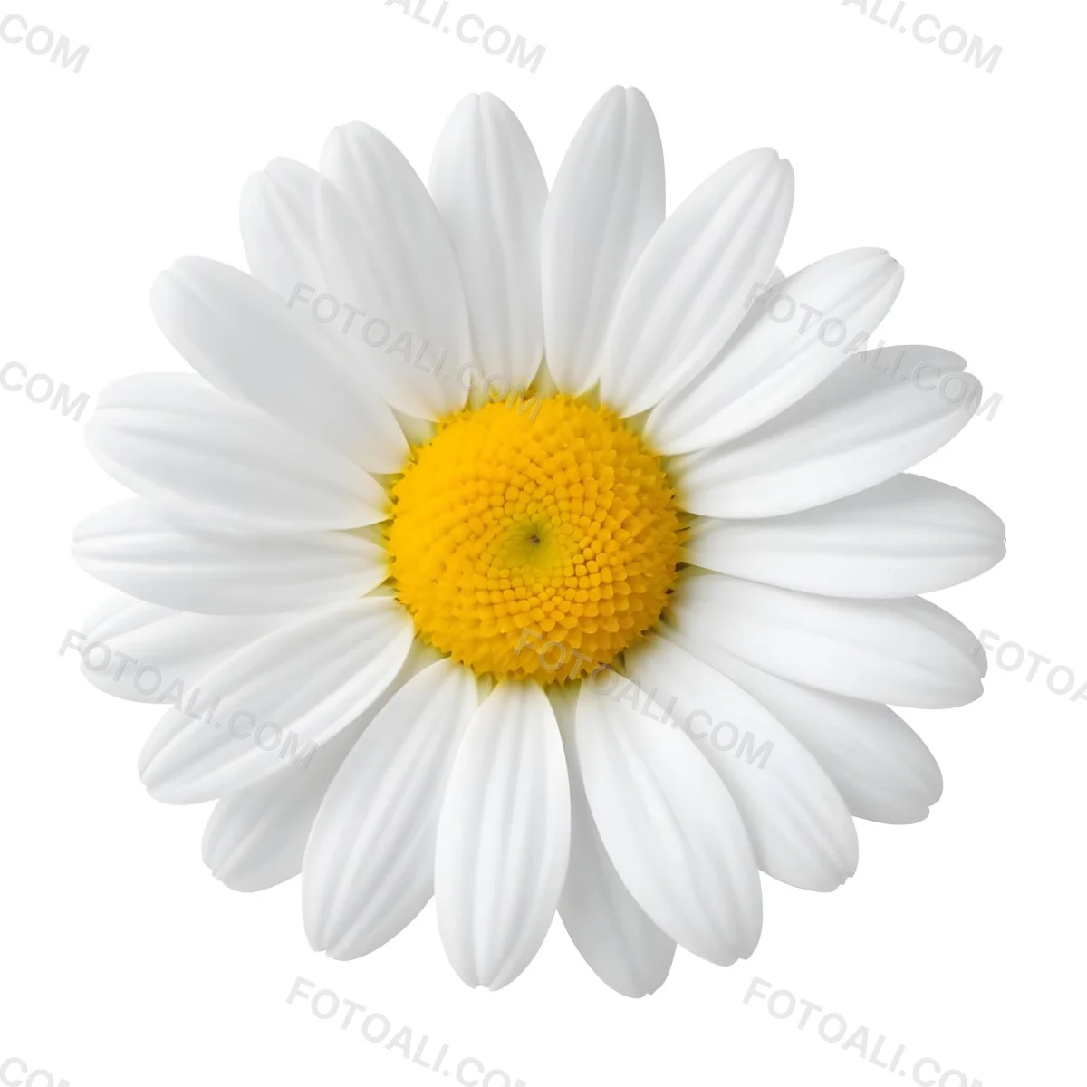 A Daisy Flower With Yellow Petals And A White Center Isolated On A White Background Close Up Shot Natural Light Botanical Photography 39 A4bf