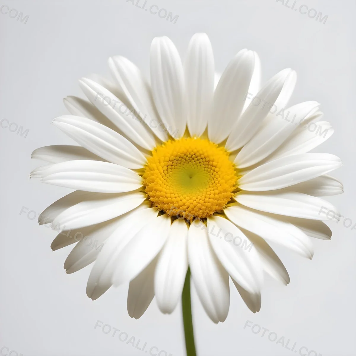 A Daisy Flower With Yellow Petals And A White Center Isolated On A White Background Close Up Shot Natural Light Botanical Photography 4 8561