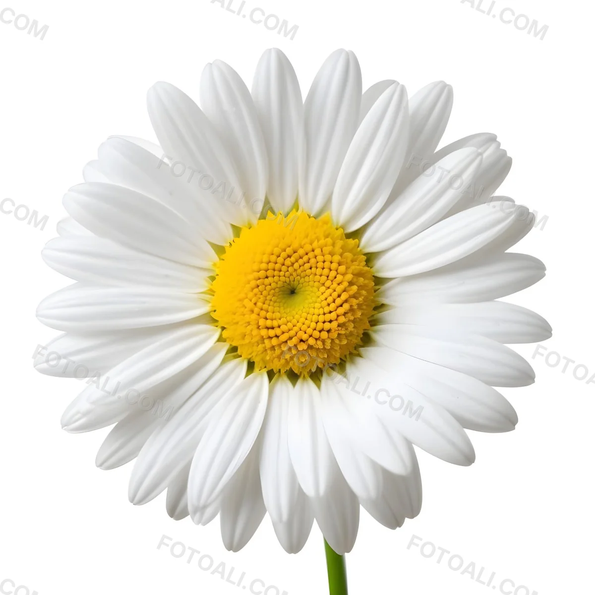 A Daisy Flower With Yellow Petals And A White Center Isolated On A White Background Close Up Shot Natural Light Botanical Photography 7 652f