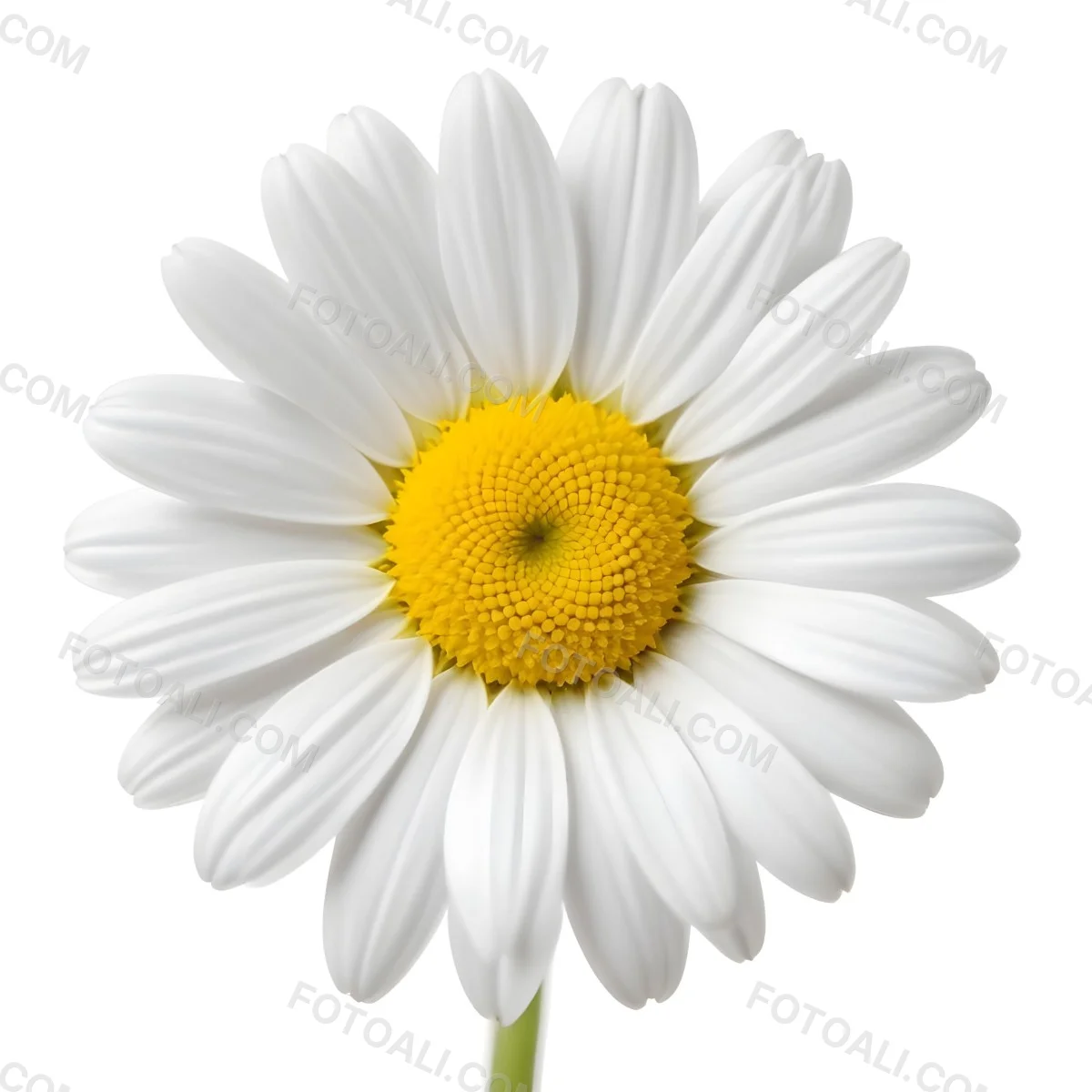 A Daisy Flower With Yellow Petals And A White Center Isolated On A White Background Close Up Shot Natural Light Botanical Photography 8 1520