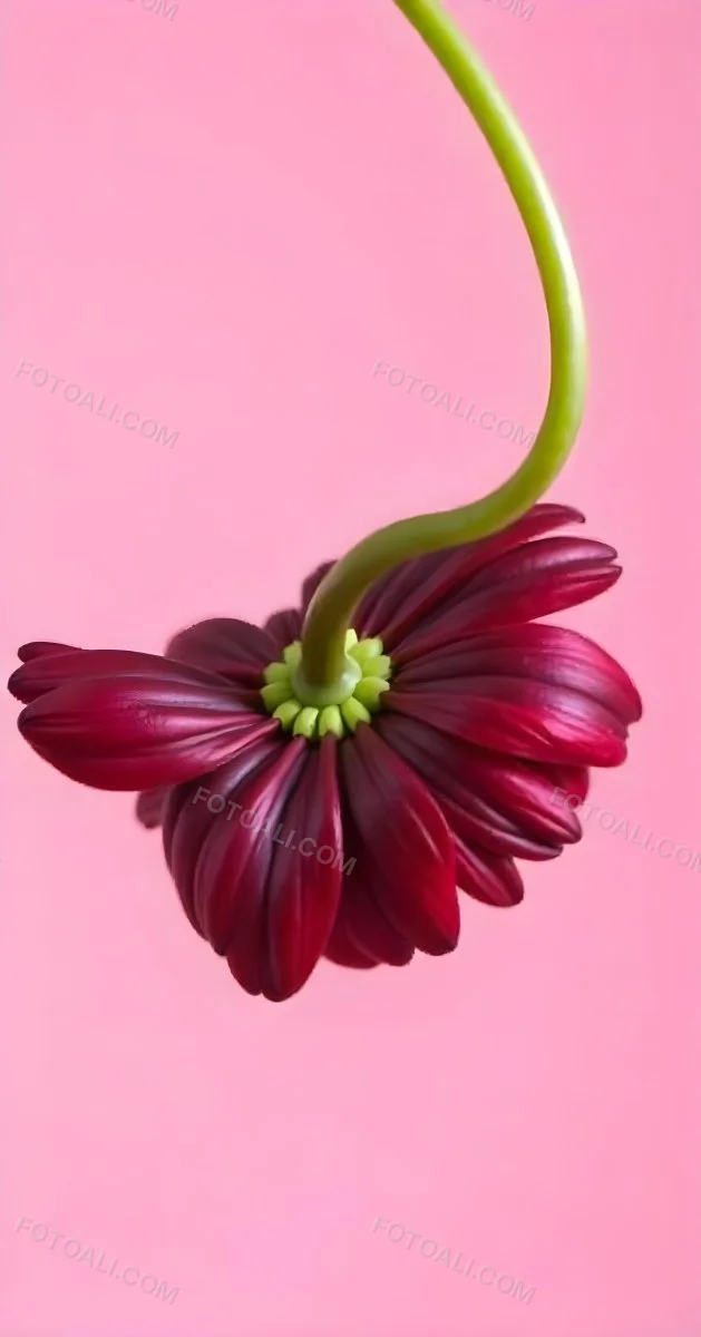 A Dark Red Flower With A Red Stem The Flower Is Upside Down The Background Is Pink Studio Shot Macro Photography High Resolution 21 19a4