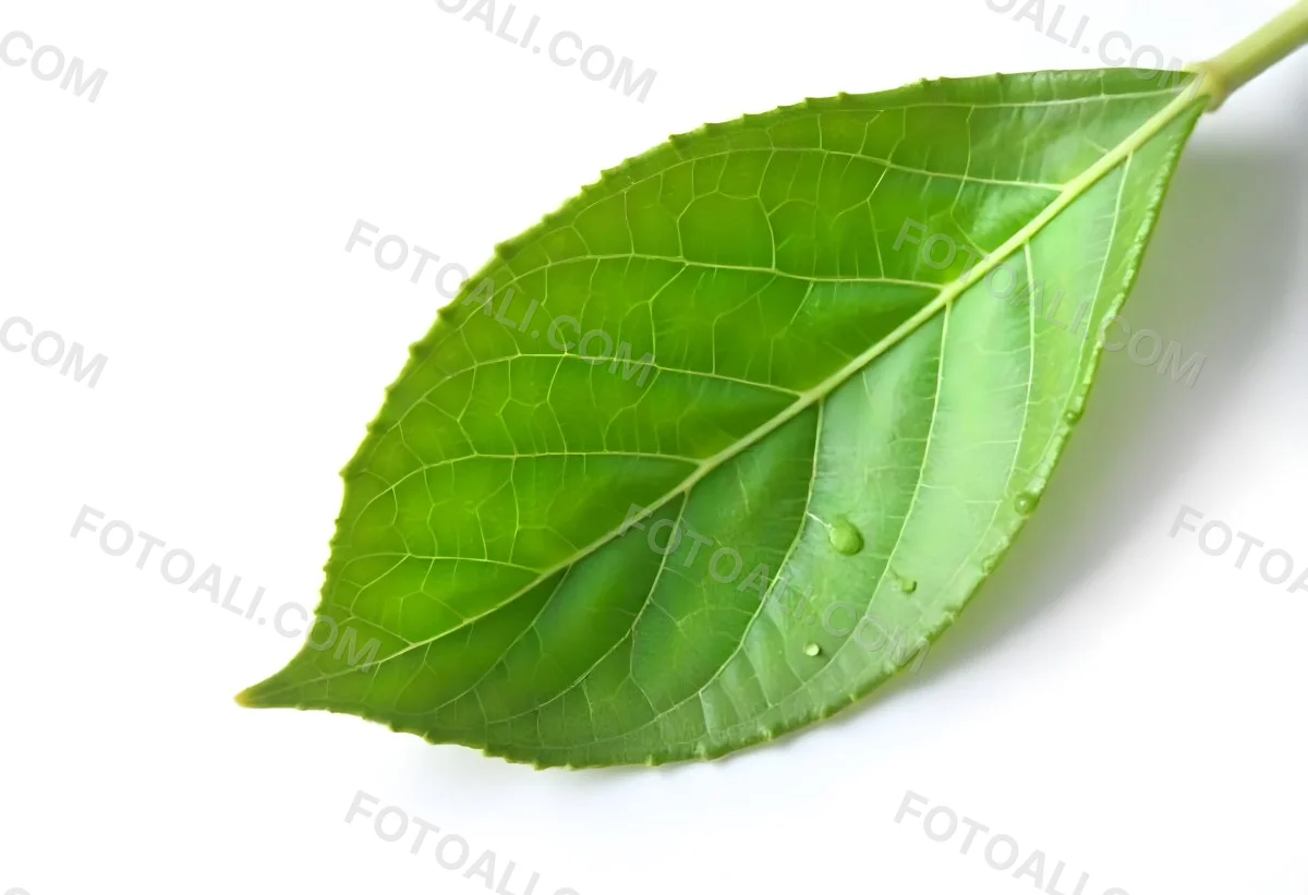 A Green Leaf With Water Drops On A White Background Detailed Veins Smooth Texture Vibrant Color Studio Lighting Macro Photography 3 8aab