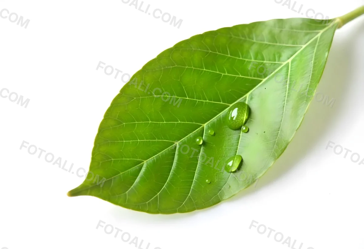 A Green Leaf With Water Drops On A White Background Detailed Veins Smooth Texture Vibrant Color Studio Lighting Macro Photography 5 Db8d