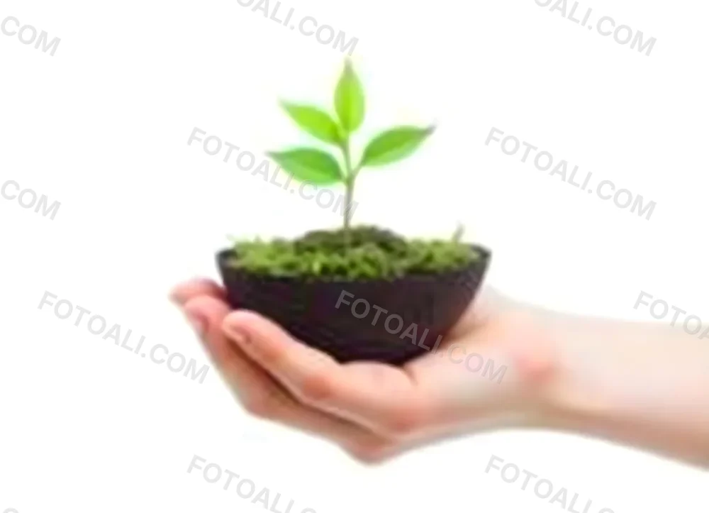 A Hand Holding A Half Earth With A Plant Growing Inside The Other Half Of The Earth Floating Above White Background 12 Ccf1