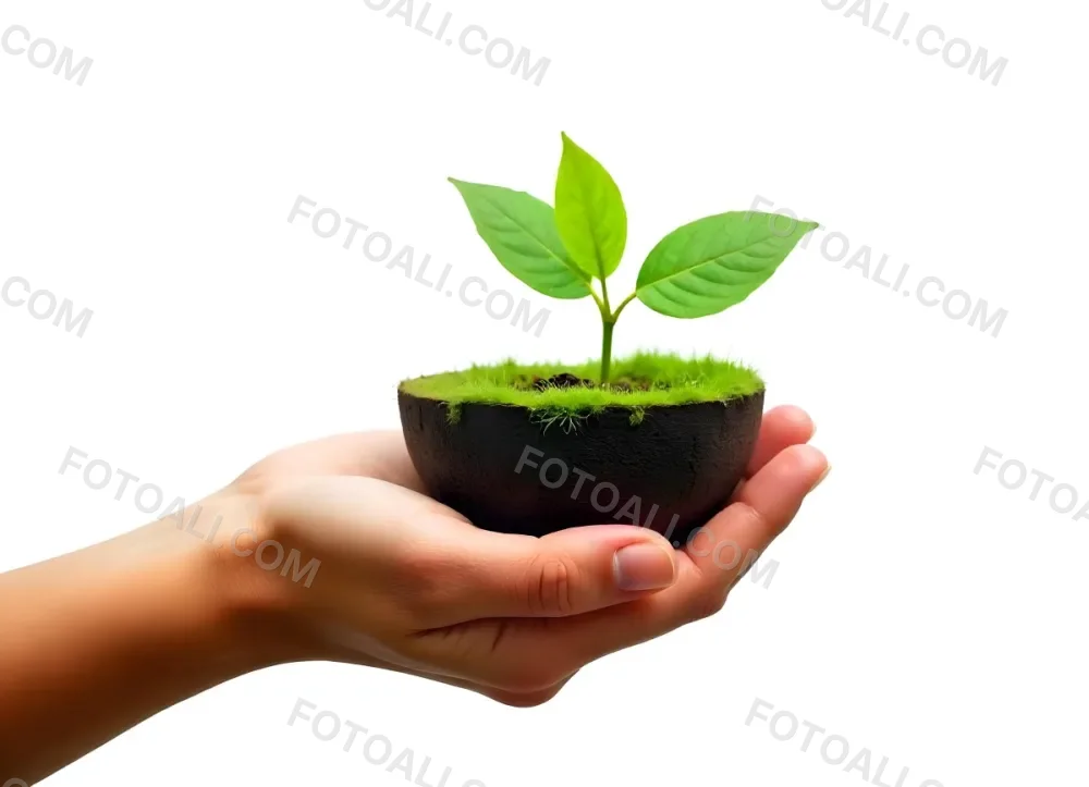 A Hand Holding A Half Earth With A Plant Growing Inside The Other Half Of The Earth Floating Above White Background 2 312a