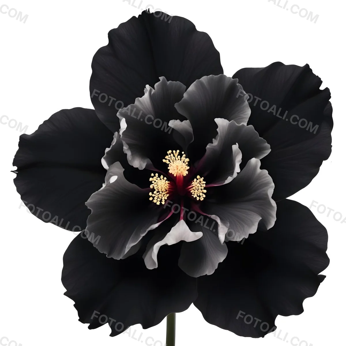 A Large Black Flower With Delicate White Edges Resembling A Hibiscus Or Peony The Petals Have A Velvety Textured Appearance And The Center Contains A Cluster Of Small Dark Stamens 5 Ea69
