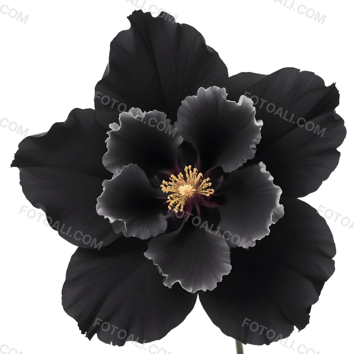 A Large Black Flower With Delicate White Edges Resembling A Hibiscus Or Peony The Petals Have A Velvety Textured Appearance And The Center Contains A Cluster Of Small Dark Stamens 7 82bd