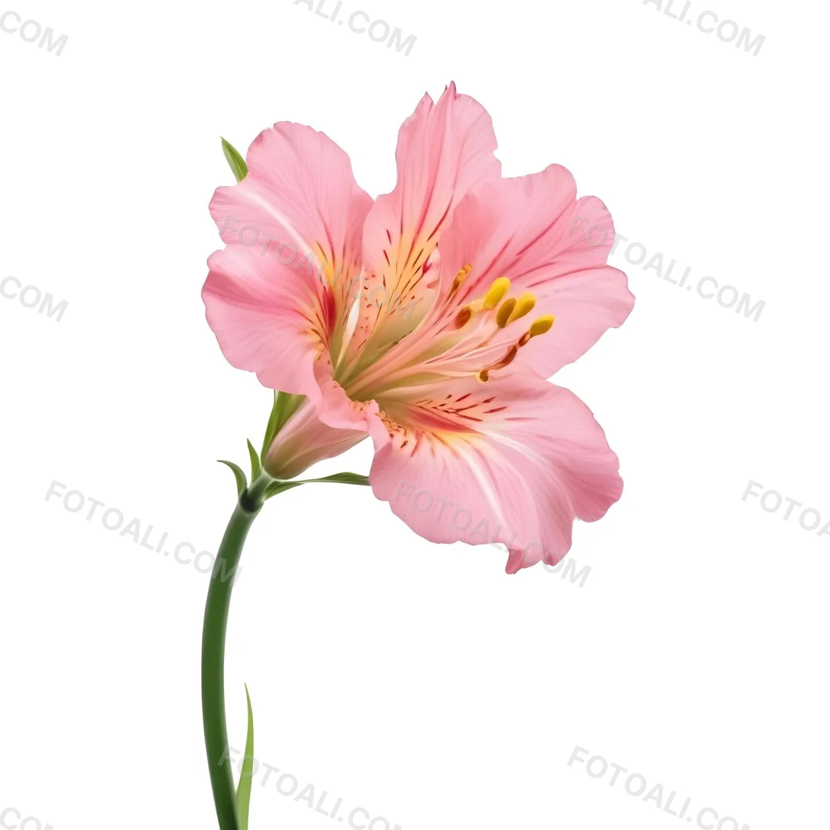 A Pink Alstroemeria Flower With Yellow Details On A Green Stem Isolated On A White Background Studio Shot Soft Lighting High Resolution 5 6fae