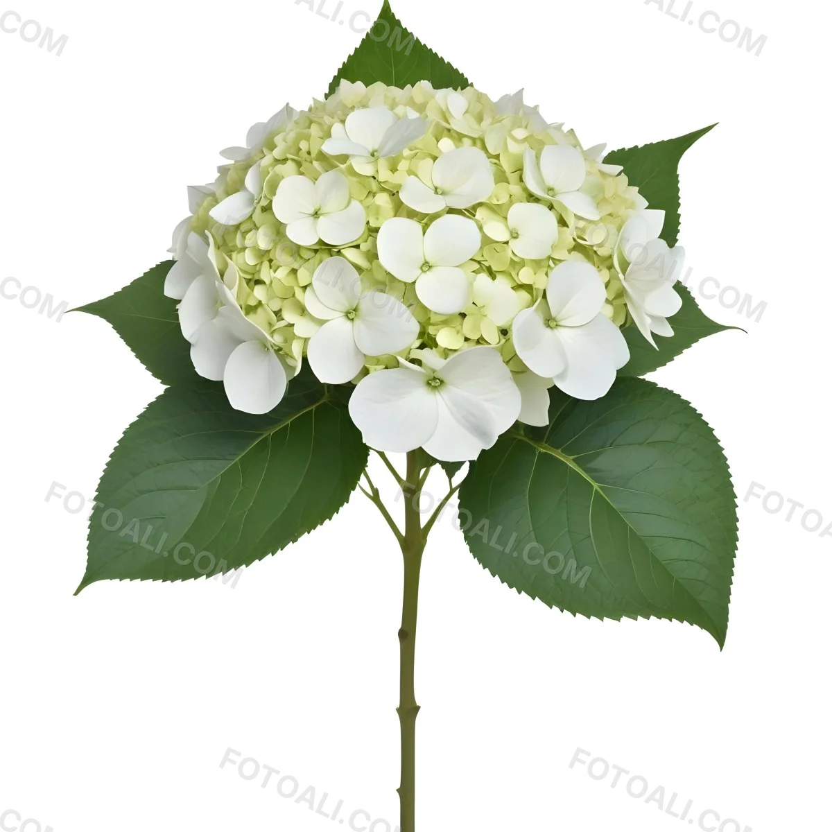 A White And Green Hydrangea Flower With Large Petals And Green Leaves 12 50c8
