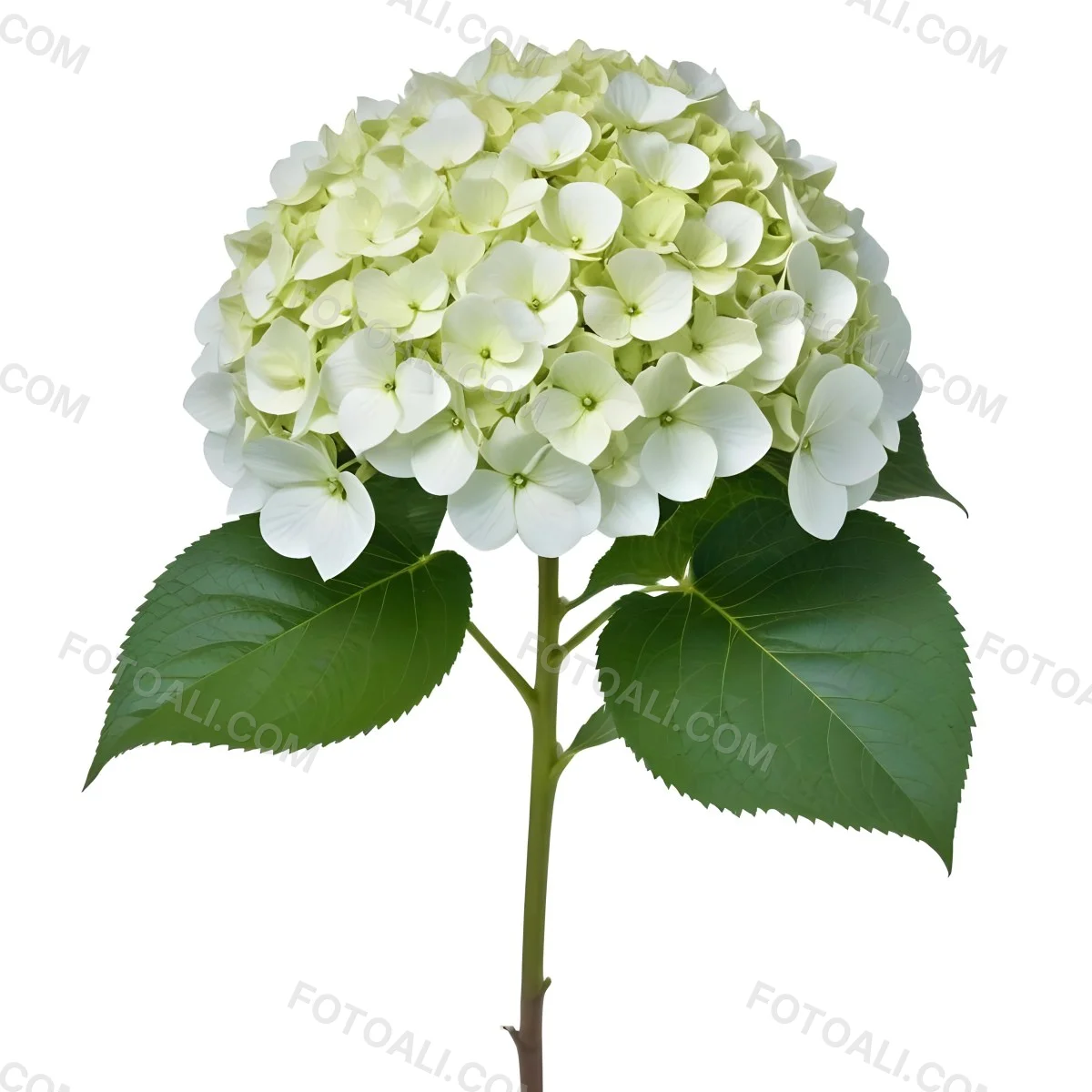 A White And Green Hydrangea Flower With Large Petals And Green Leaves 19 06ef