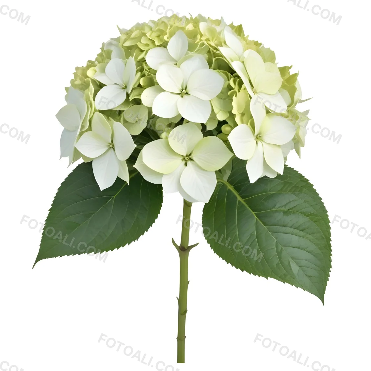 A White And Green Hydrangea Flower With Large Petals And Green Leaves 2 E956