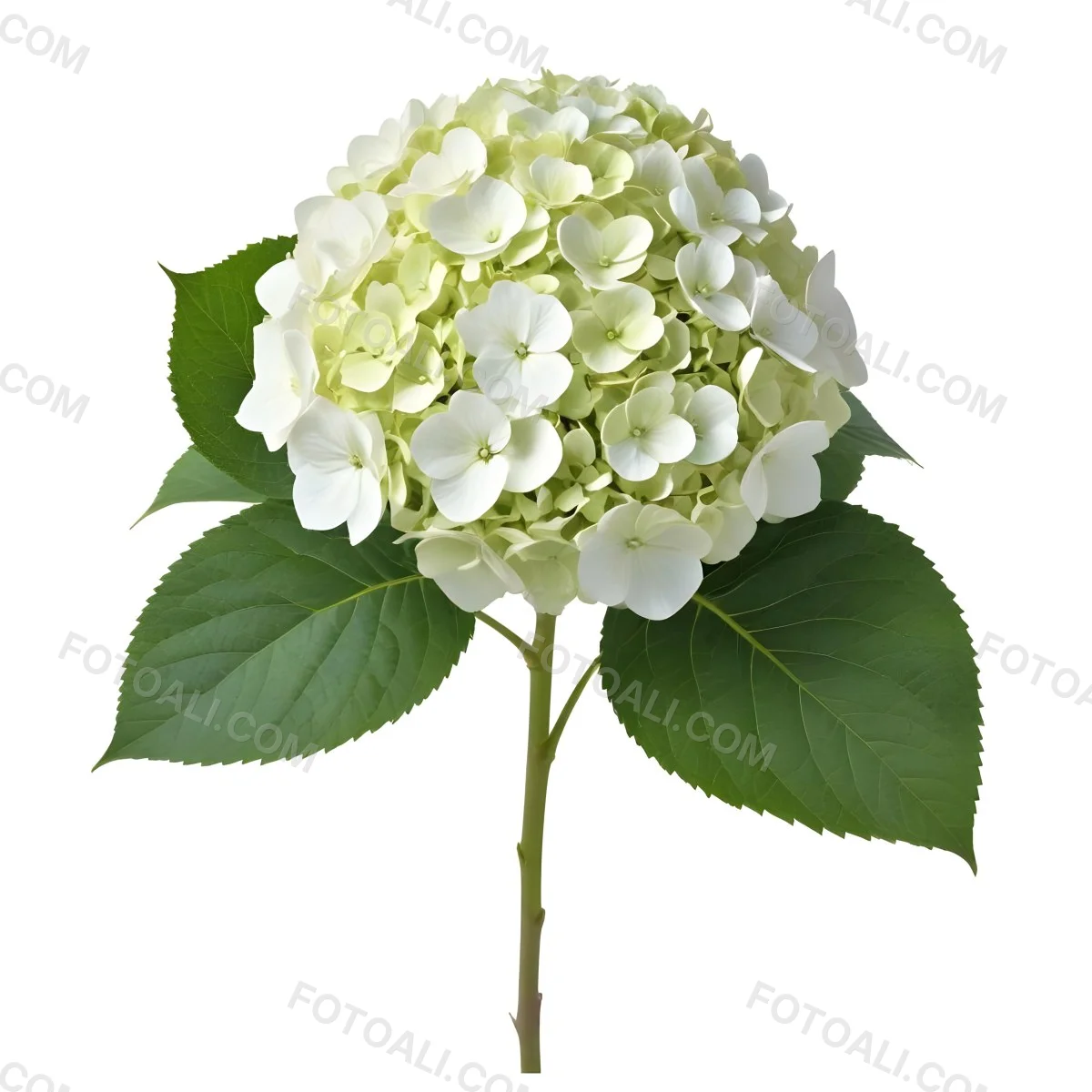 A White And Green Hydrangea Flower With Large Petals And Green Leaves 23 151a