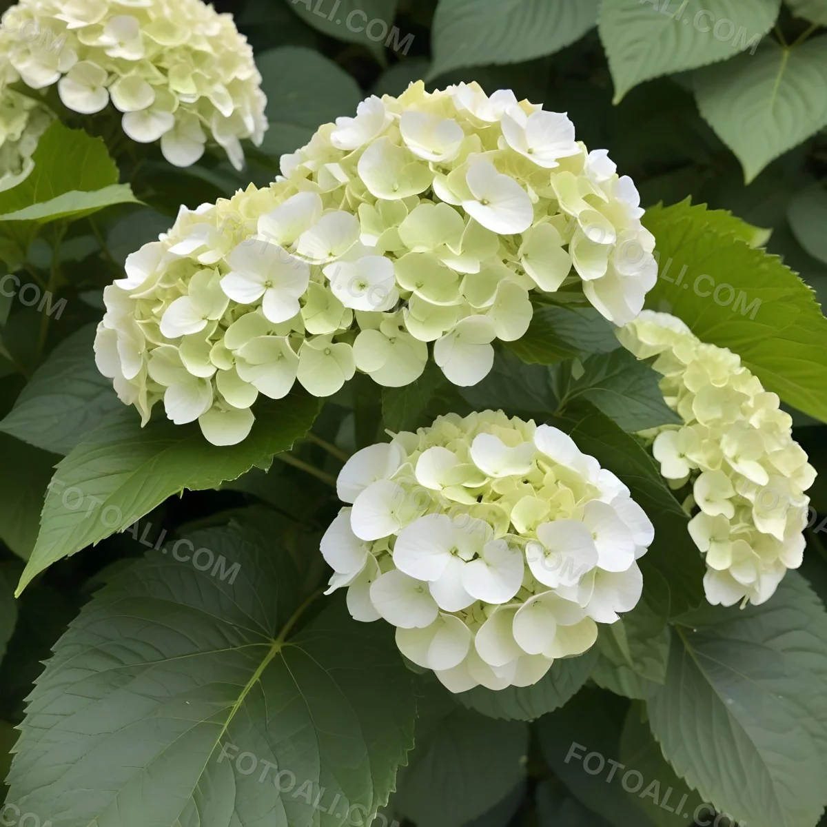 A White And Green Hydrangea Flower With Large Petals And Green Leaves 5 4e86