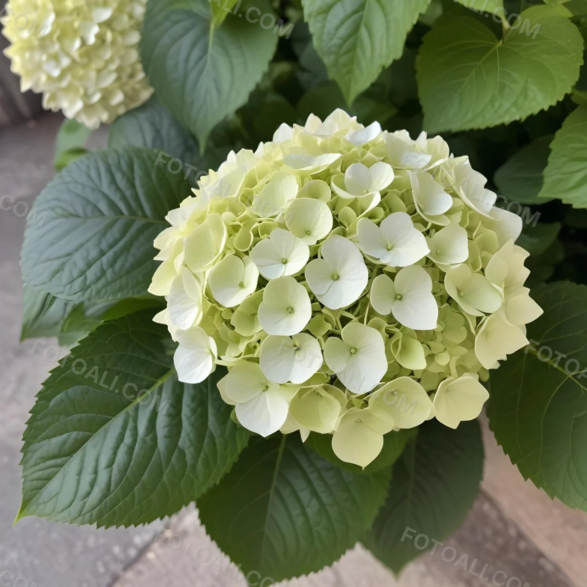 A White And Green Hydrangea Flower With Large Petals And Green Leaves 7 53df