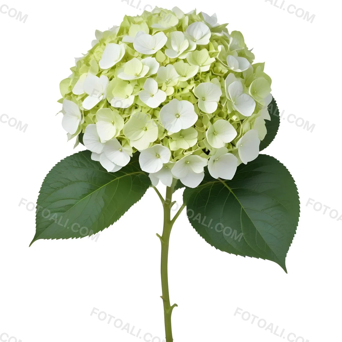A White And Green Hydrangea Flower With Large Petals And Green Leaves 8 D07f