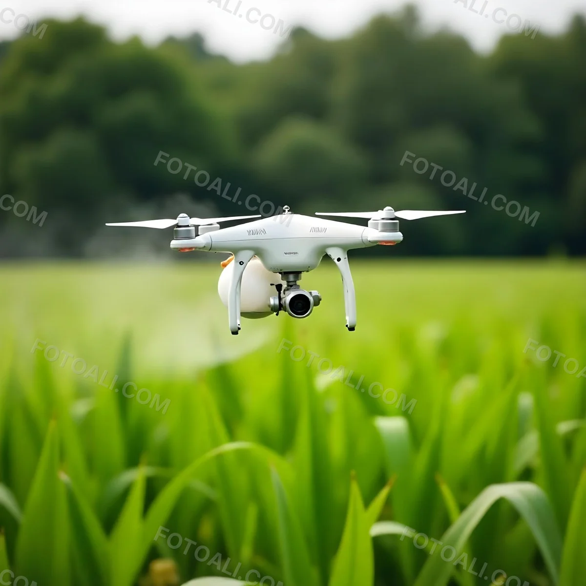 A White Drone Spraying Pesticides Over A Green Cornfield The Drone Has Four Propellers And A White Tank The Background Is A Green Field With Trees 20 Bd2b