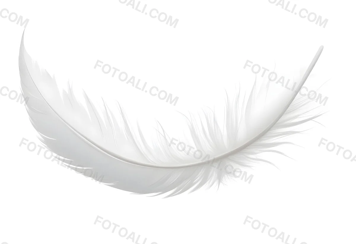 A White Feather With A Curved Shape Soft Texture And Delicate Barbs Floating In A Clean Bright White Background 16 A939