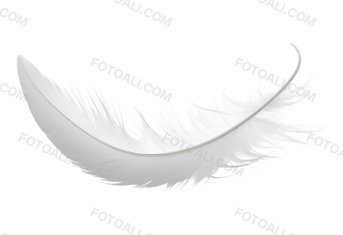 A White Feather With A Curved Shape Soft Texture And Delicate Barbs Floating In A Clean Bright White Background 17 77a1
